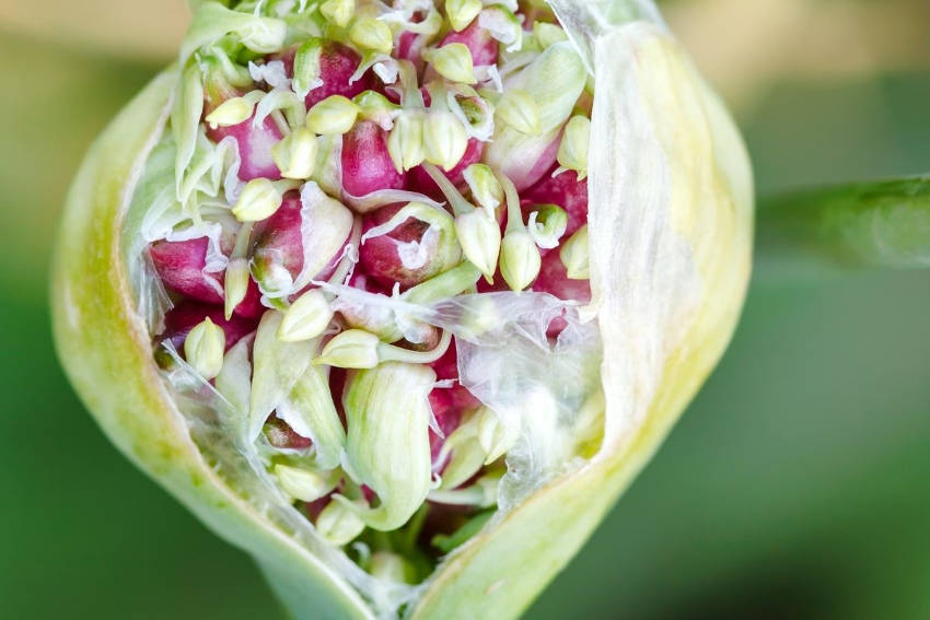 Onion Seed Shoots